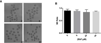 Benzo[b]fluoranthene Impairs Mouse Oocyte Maturation via Inducing the Apoptosis